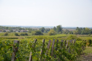 Vignoble Bordeaux Côtes de Blaye