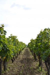 Vigne en appellation Blaye côtes de Bordeaux