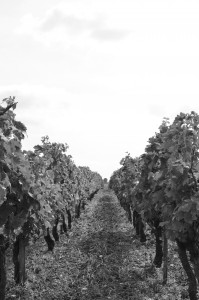 Vigne en appellation Blaye côtes de Bordeaux